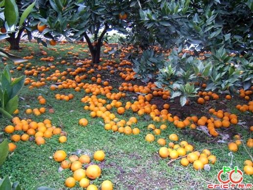 重庆市奉节县柏木村受冻的留树贮藏脐橙大量落果