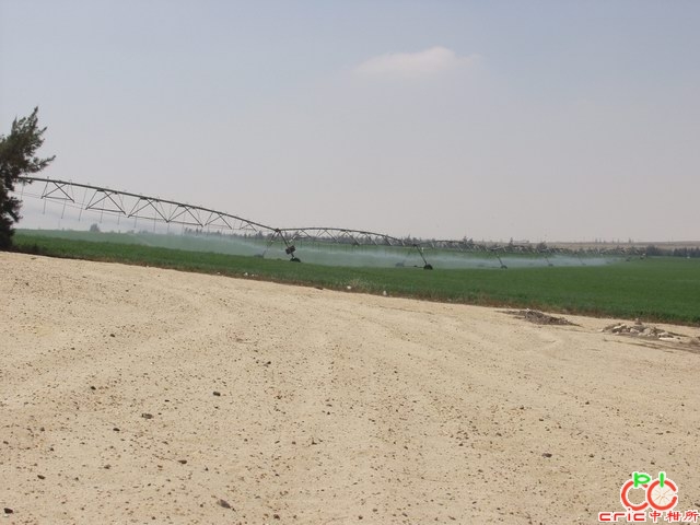 图7、埃及dona农场展现喷灌使沙漠变绿州