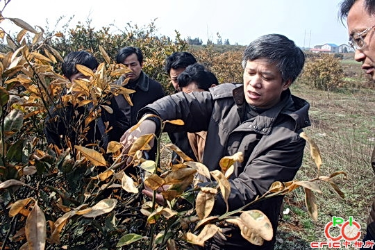 中柑所邓烈研究员在湖南受冻果园进行冻后修剪培训
