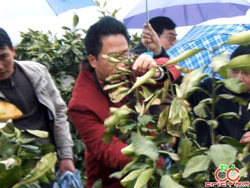 中柑所彭良志研究员在重庆市黔江区对受冻果园进行修剪示范